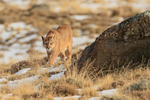 Female Puma Dania goes hunting, Torres del Paine, Chile