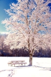 Sidecut Tree after snow