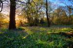 Bluebells at Dawn