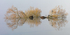 Parenthesis