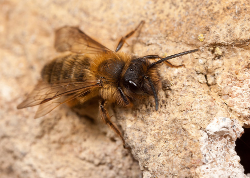 [i]Andrena nigroaenea[/i] male at a nest site.