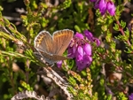 Silver-studded Blue