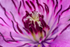 Purple Clematis - DSC_5023