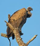 White-backed Vulture perched on top of a dead tree