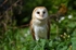 Barn Owl