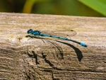Azure Damselfly
