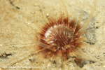 UML012: Tube Anemone
