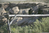 "Desert Sentries"