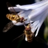 Marmalade Hoverfly (02)