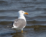 20110430-IMG_5186
