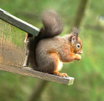 Red Squirrel 11 (disambiguation).