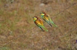 European Bee-eater