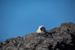 Polar bear  7826