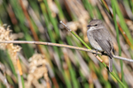 African Dusky Flycatcher portfolio