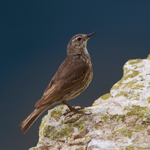 Rock Pipit on a cliff ledge at Durlston