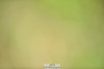 240523B-101154-01715