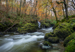 Autumn colour, Afon Clywedog