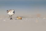 Sanderling on North Beach, Fort De Soto, Florida