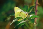 Clouded Yellow