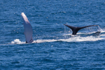 Whales Lolling 2 0A3A4775