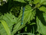 Azure Damselfly