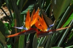 Bird of Paradise