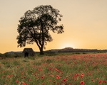 Poppy field near Hassop (5)