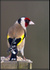 Goldfinch 1 - Cardeulis cardeulis
