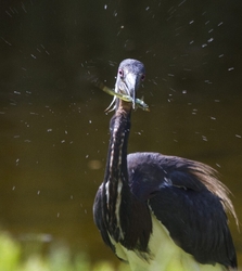 Tricolored Heron _0037