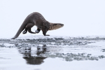 River Otter loping along ice, Yellowstone National Park