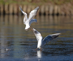 Black headed Gull - Chroicocephalus ridibundus