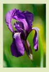 Iris aphylla