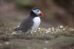 Puffin on Skomer Island in Wales_0093