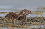 Otter - Lutra lutra