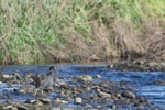 Moorhen River Walking DSC_6563