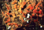 Oscarella sp.