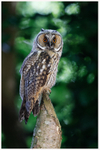 Long Eared Owl Portrait 