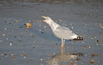 Herring Gull
