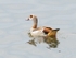 Egyptian geese-12