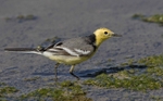Citrine Wagtail