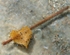 "Heart on a Stick"
