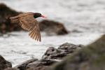 Blackish Oystercatcher flying, Chilean coast