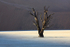 IMG_0456  DEADVLEI MORNING LIGHT NAMIBIA