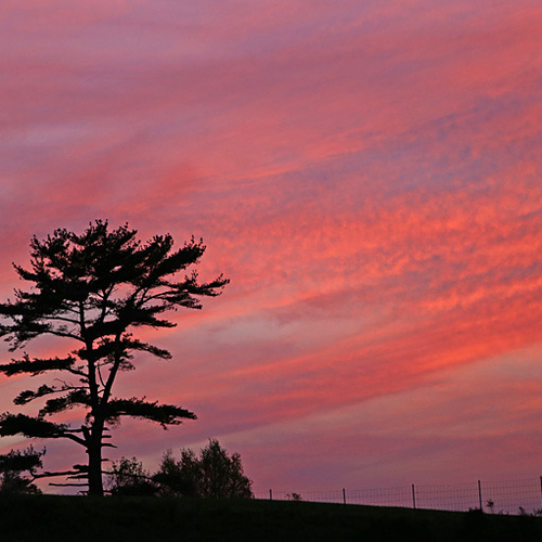 A lone pine at twilight