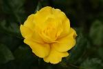 King's Ransom 220811-9967
