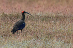 Red-naped Ibis portfolio