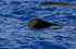 Short finned pilot whale, Madeira, Portugal (ref M29)