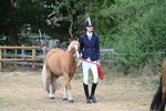 Class 5 Most Handsome Gelding (up to 14.2hh) portfolio