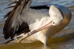 Pelican Preening 3