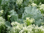 Sea Kale